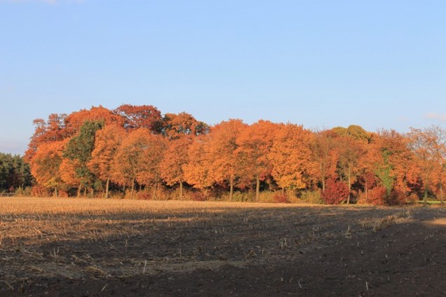 herfst1.jpg