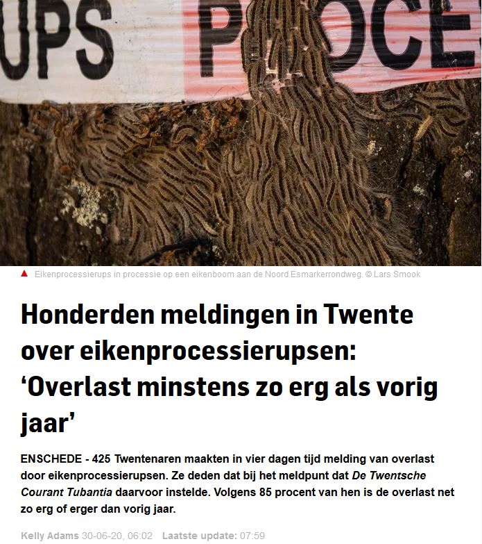 processierupsen
